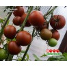 Томат ШОКОЛАДНАЯ ЛИАНА Томат ШОКОЛАДНАЯ ЛИАНА