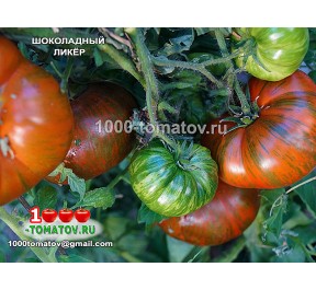 Томат ШОКОЛАДНЫЙ ЛИКЁР Томат ШОКОЛАДНЫЙ ЛИКЁР