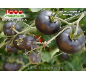 Томат ШОКОЛАДНЫЙ МАРМЕЛАД