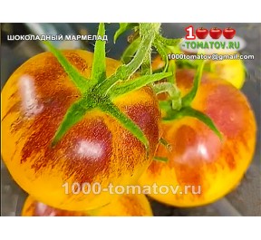 Томат ШОКОЛАДНЫЙ МАРМЕЛАД