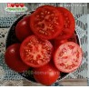 Томат ШТРАУХ  Shtrauch