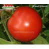 Томат ШТРАУХ  Shtrauch