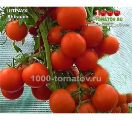 Томат ШТРАУХ  Shtrauch