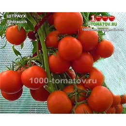 Томат ШТРАУХ  Shtrauch