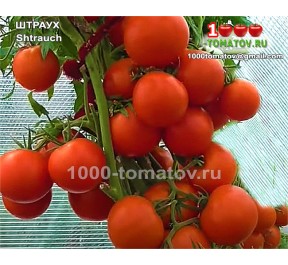 Томат ШТРАУХ  Shtrauch