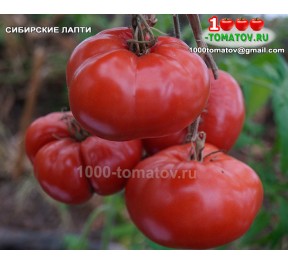 Томат СИБИРСКИЕ ЛАПТИ