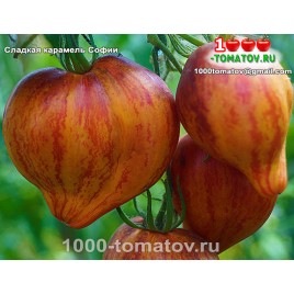 Томат СЛАДКАЯ КАРАМЕЛЬ СОФИИ