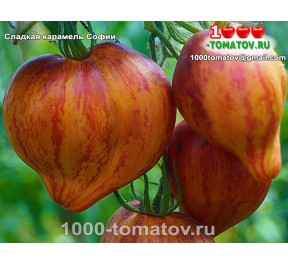 Томат СЛАДКАЯ КАРАМЕЛЬ СОФИИ