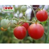Томат СЛАДКАЯ ЛИНДА