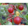 Томат СЛАДКАЯ ЛИНДА