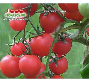 Томат СЛАДКАЯ ЛИНДА