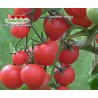 Томат СЛАДКАЯ ЛИНДА