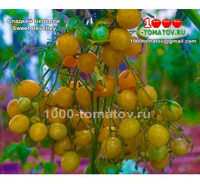 Томат СЛАДКИЙ БЕВЕРЛИ Sweet Beverley Томат СЛАДКИЙ БЕВЕРЛИ Sweet Beverley