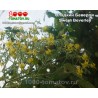 Томат СЛАДКИЙ БЕВЕРЛИ Sweet Beverley
