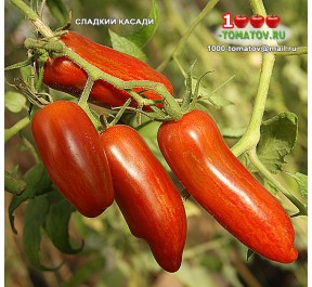 Томат СЛАДКИЙ КАСАДИ