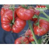 Томат СЛАДКИЙ МЯСИСТЫЙ ЗАПАДНОЙ ВИРДЖИНИИ
