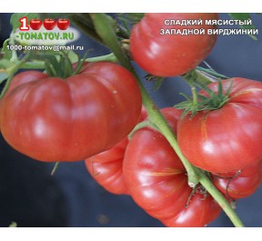 Томат СЛАДКИЙ МЯСИСТЫЙ ЗАПАДНОЙ ВИРДЖИНИИ