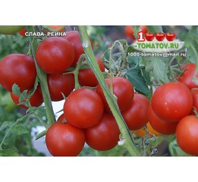 Томат СЛАВА РЕЙНА