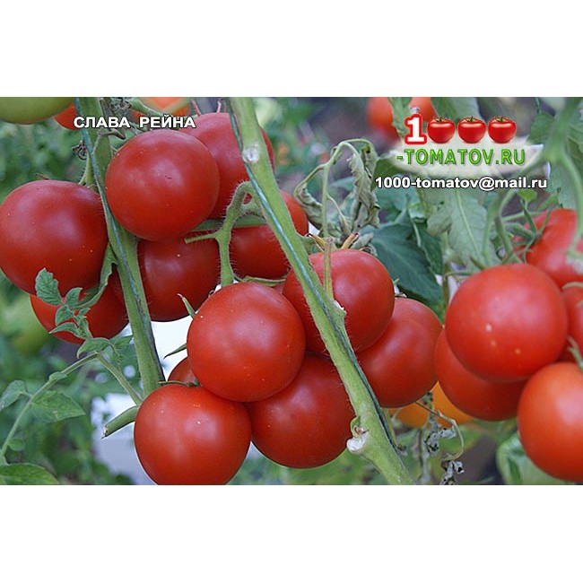Томат СЛАВА РЕЙНА Томат СЛАВА РЕЙНА