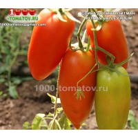 Томат СЛИВА ДОЛИНЫ ПИТМАН 