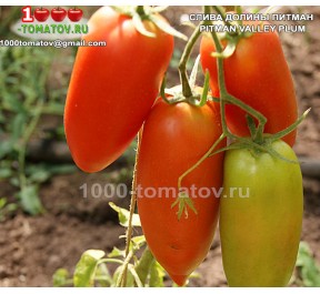 Томат СЛИВА ДОЛИНЫ ПИТМАН 