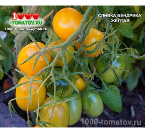 Томат СЛИВКА БЕНДРИКА ЖЁЛТАЯ