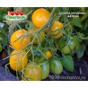 Томат СЛИВКА БЕНДРИКА ЖЁЛТАЯ Томат СЛИВКА БЕНДРИКА ЖЁЛТАЯ