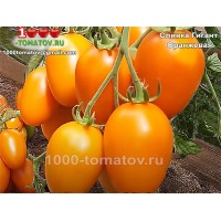 Томат СЛИВКА ГИГАНТ ОРАНЖЕВАЯ