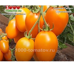 Томат СЛИВКА ГИГАНТ ОРАНЖЕВАЯ