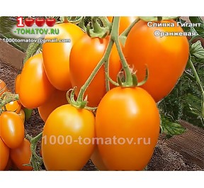 Томат СЛИВКА ГИГАНТ ОРАНЖЕВАЯ