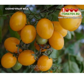 Томат СОЛНЕЧНЫЙ МЁД