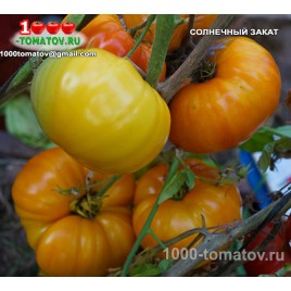 Томат СОЛНЕЧНЫЙ ЗАКАТ Sunset Томат СОЛНЕЧНЫЙ ЗАКАТ Sunset
