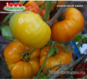 Томат СОЛНЕЧНЫЙ ЗАКАТ Sunset