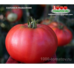 Томат СОЛОВЕЙ РАЗБОЙНИК