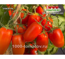 Томат СПАГЕТТИ