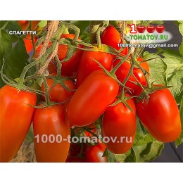 Томат СПАГЕТТИ