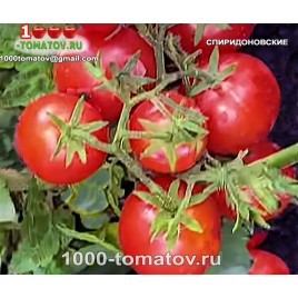 Томат СПИРИДОНОВСКИЕ