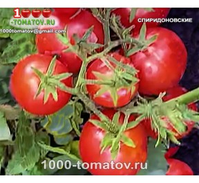 Томат СПИРИДОНОВСКИЕ