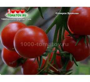 Томат СПОКУСА Spokusa 
