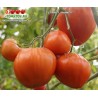 Томат СПРИНТ ТАЙМЕР Томат СПРИНТ ТАЙМЕР