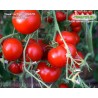 Томат ШТАД ТОМАТЕ   Stad tomate 