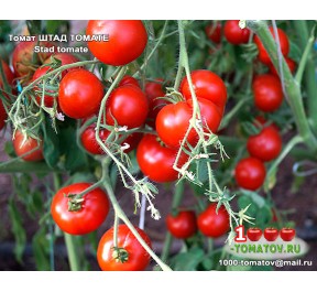 Томат ШТАД ТОМАТЕ   Stad tomate 