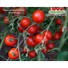 Томат ШТАД ТОМАТЕ   Stad tomate 