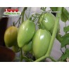 Томат СТАКАНЫ МИНУСИНСКИЕ РОЗОВЫЕ