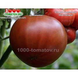 Томат СТАРАЯ ГОЛЛАНДИЯ