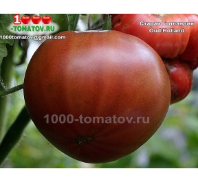 Томат СТАРАЯ ГОЛЛАНДИЯ