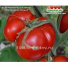 Томат СТАРОМОДНОЕ БЫЧЬЕ СЕРДЦЕ
