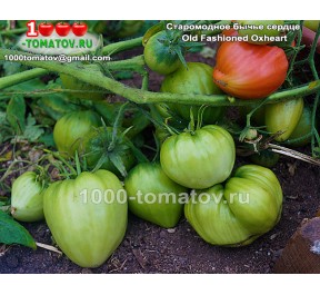Томат СТАРОМОДНОЕ БЫЧЬЕ СЕРДЦЕ