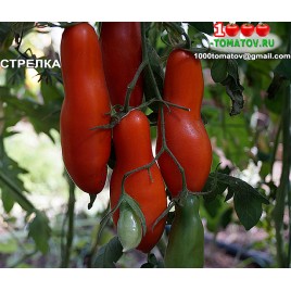 Томат СТРЕЛКА 