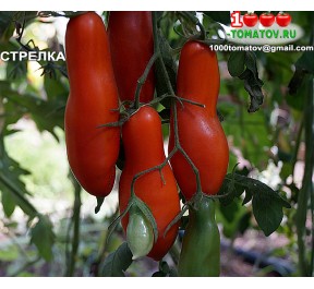 Томат СТРЕЛКА 